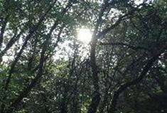 拉市海湿地公园：一米阳光