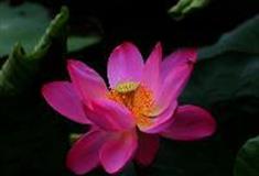 广州笑翻天乐园：泛荷池