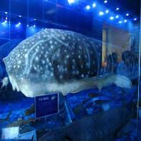 小梅沙海洋世界17670