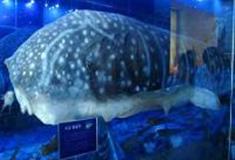 小梅沙海洋世界：海龟岛