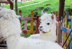 天府花溪谷草泥马动物园有什么好看的