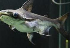 江苏张家港梦幻海洋王国：成吉思汗鱼