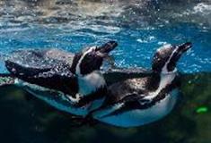 江苏张家港梦幻海洋王国：企鹅