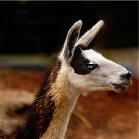 长沙生态动物园羊驼