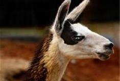 长沙生态动物园：羊驼