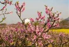 马鞍山大青山桃花村景区怎么玩？附游玩路线