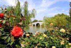 烟台山东中华月季园怎么玩？附游玩路线