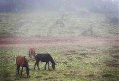 上海共青国家森林公园：遛马区