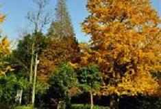 中泰天心佛文化旅游区：禅橙林