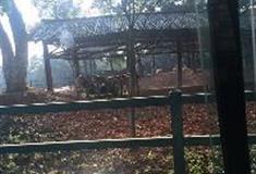 长沙生态动物园：斑马/藏驴