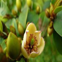 中国科学院华南植物园含笑花