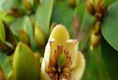 中国科学院华南植物园：含笑花