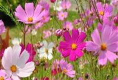 宝晶宫风景名胜区：千色野花海