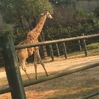 长沙生态动物园长颈鹿