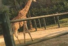 长沙生态动物园：长颈鹿