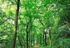 温州桐岭古道怎么玩？附游玩路线