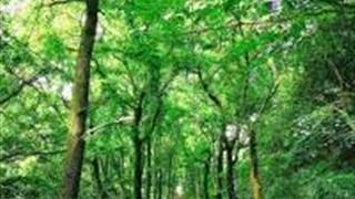 温州桐岭古道怎么玩？附游玩路线