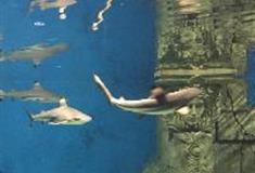 江苏张家港梦幻海洋王国：鲨鱼