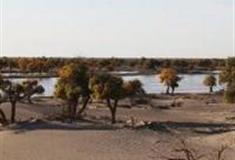 阿拉善盟怪树林景区怎么玩？附游玩路线