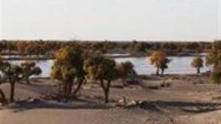 阿拉善盟怪树林景区怎么玩？附游玩路线