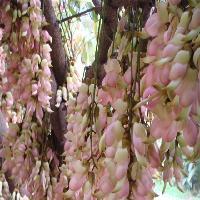 中国科学院华南植物园禾雀花