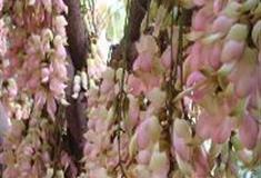 中国科学院华南植物园：禾雀花