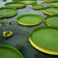 三水荷花世界17327