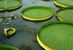 三水荷花世界：王莲区