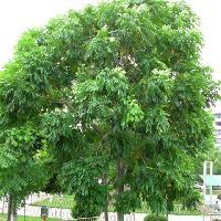 广州天河公园19167