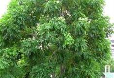 广州天河公园：非洲桃花心木