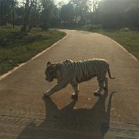 长沙生态动物园19190