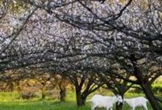 绍兴香雪梅海景区怎么玩？附游玩路线