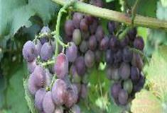 水高庄园：葡萄园/啤酒屋