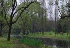 上海共青国家森林公园：水森林湿地