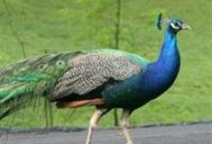 南京孔雀自然博物馆怎么玩？附游玩路线