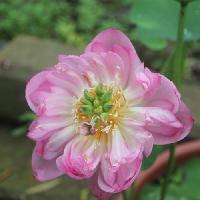 三水荷花世界太空莲 三水荷花世界太空莲