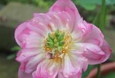 三水荷花世界：太空莲