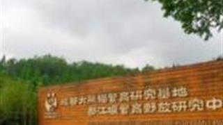 成都中国大熊猫保护研究中心都江堰基地怎么玩？附游玩路线