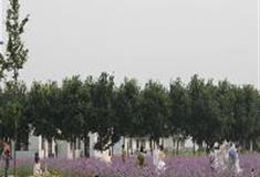 水高庄园：香草园