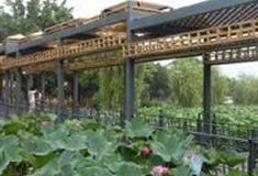 三水荷花世界：镂空柱雕塑长廊