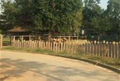 长沙生态动物园：食草动物区