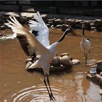 长沙生态动物园19191