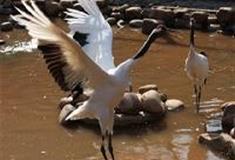 长沙生态动物园：百鸟乐园