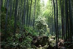 无锡宜兴竹海风景区怎么玩？附游玩路线
