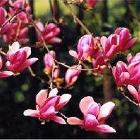 杭州西湖风景名胜区木兰山茶园