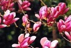 杭州西湖风景名胜区：木兰山茶园