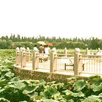 三水荷花世界17321