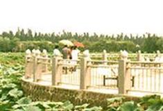 三水荷花世界：观赏台