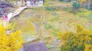 泉州丁荣银杏山庄怎么玩？附游玩路线