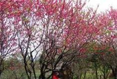 桂林穿山景区：岁寒三友